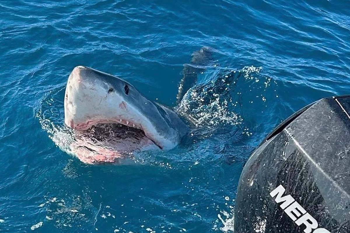 Article image for Fisherwoman details VERY close encounter with a great white shark!