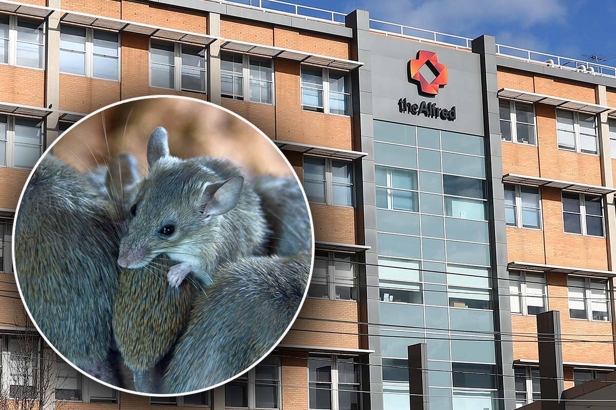 Article image for Victoria’s major trauma hospital plagued by major pest problem