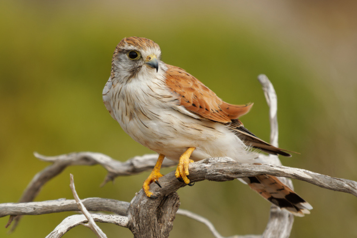 Where Do Birds Go To Die?