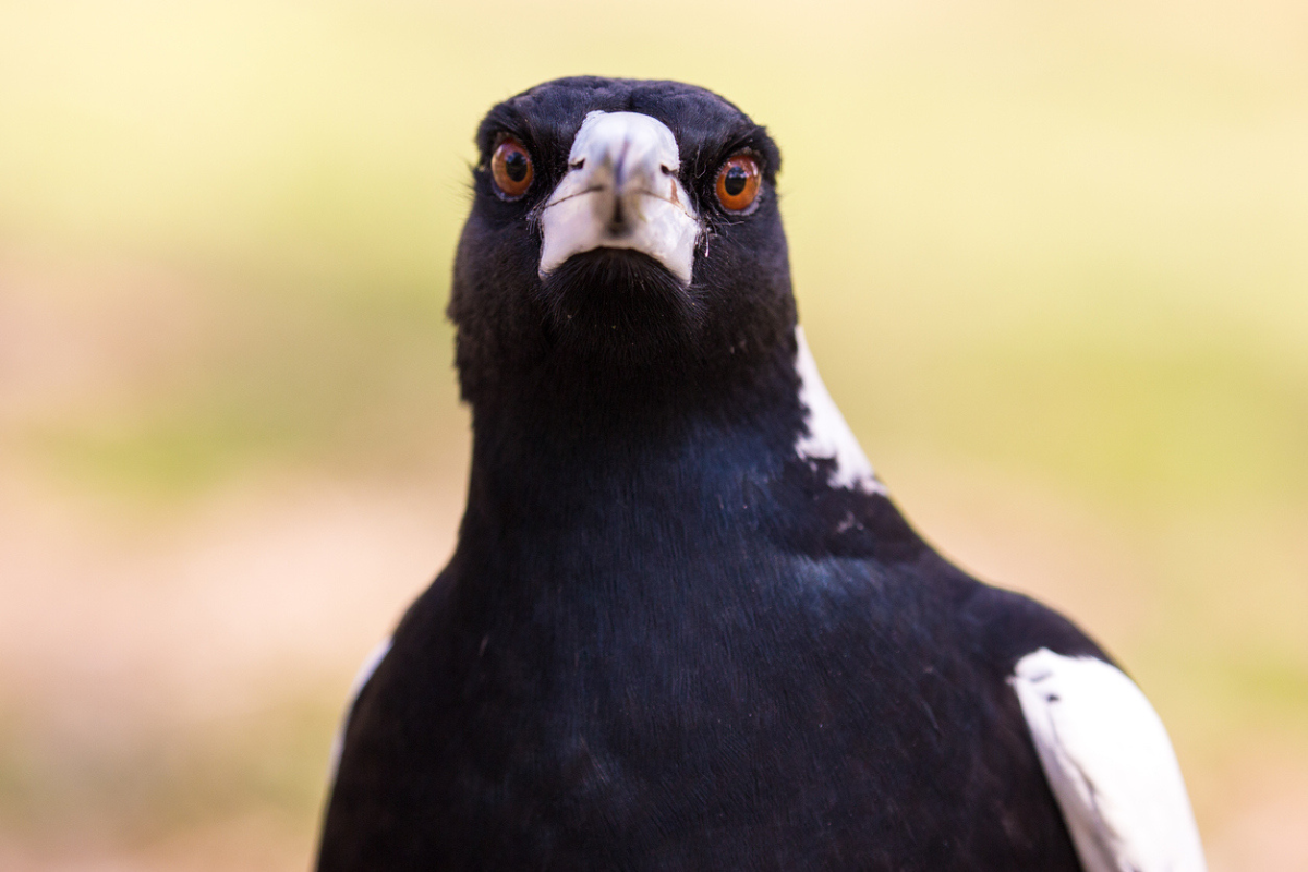 Article image for Expert reveals why magpies swoop