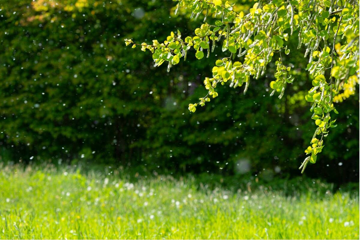 3AW- Istock- Spring pollen