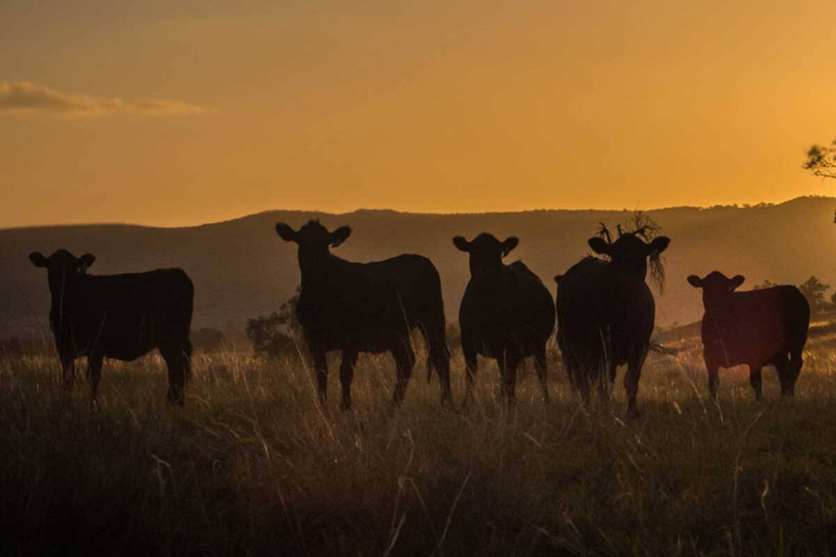 'Crunch coming' as abattoirs overwhelmed ahead of dry summer