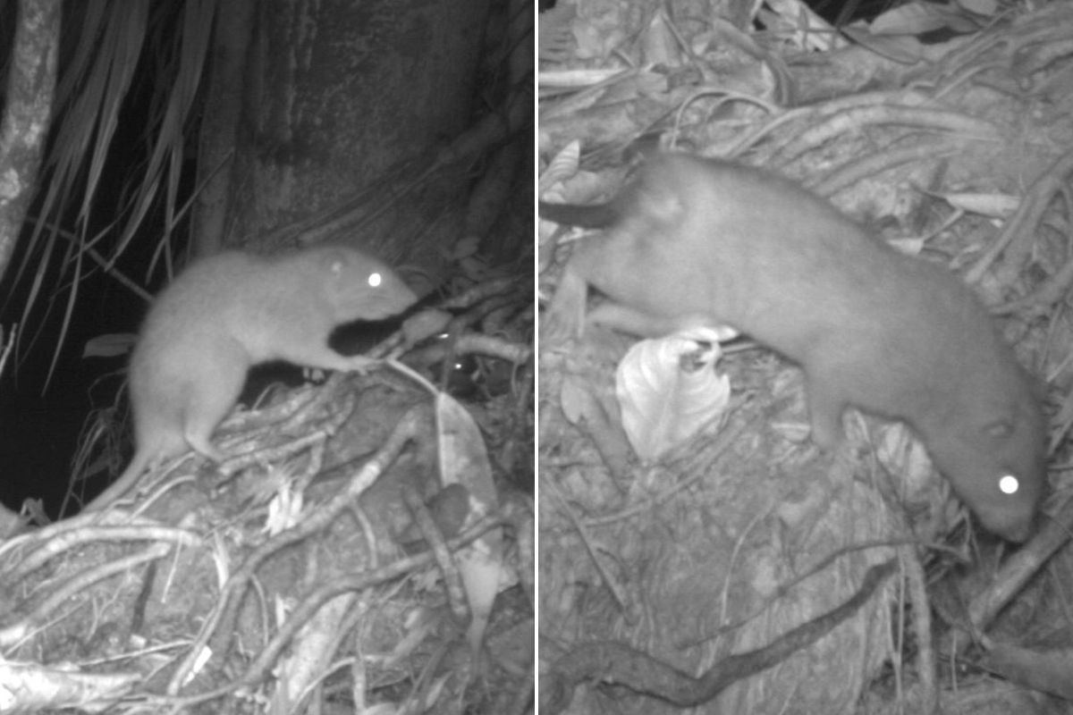 Rare giant coconut-cracking rat captured on camera for the first time!