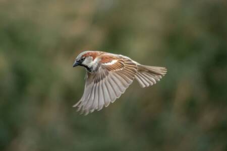 Ask Neil Anything: Where have all the sparrows gone?