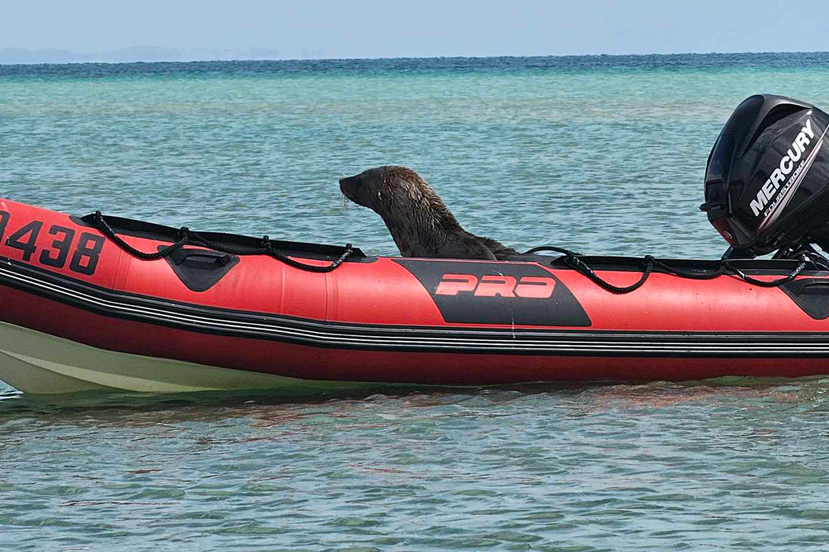 Article image for Boat owner makes a surprising discovery out in the water!