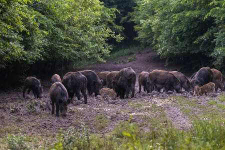 Feral Pig Problem Escalates