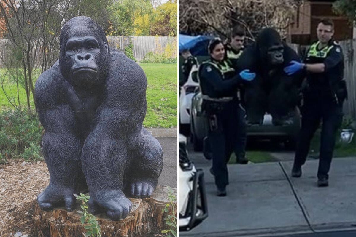 Article image for ‘Great news story’: Gorilla statue returned to its much-loved habitat in Melbourne’s north-east!