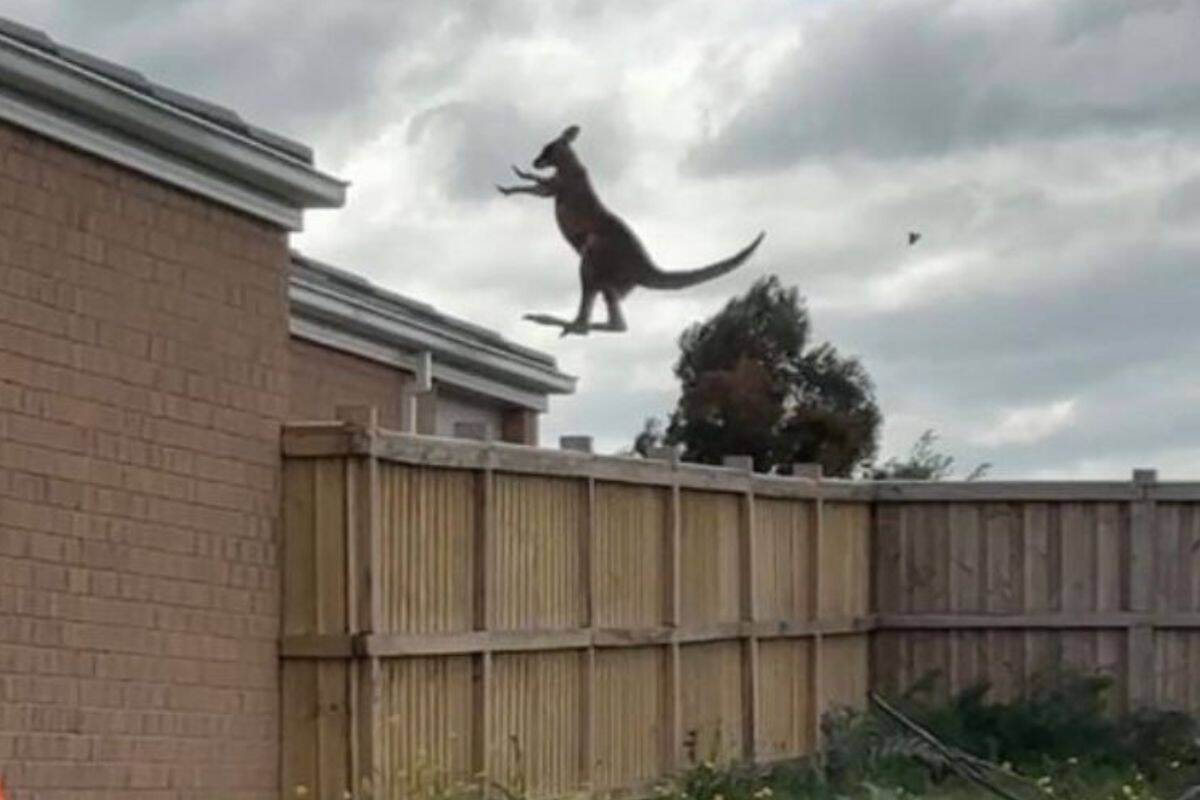 Article image for ‘Bit crazy’: The man who filmed the viral ‘flying kangaroo’ video speaks out