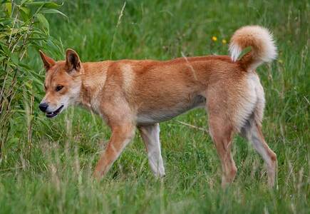 Victorian farmers welcome wild dog control decision