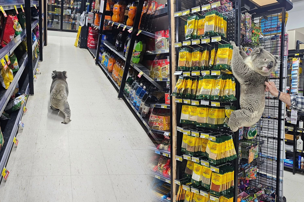 Article image for ‘Incredibly cute’: Koala surprises workers at local Gippsland IGA!