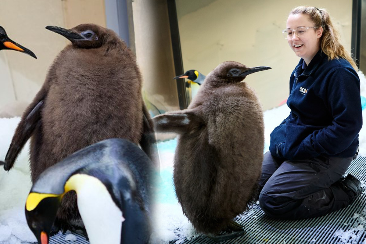 Article image for The Melbourne Aquarium penguin going viral that has to be seen to be believed