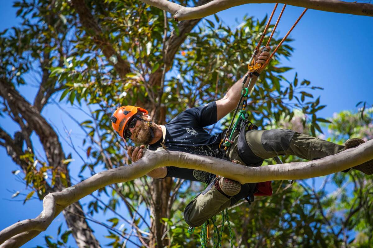 Article image for Australian set to compete in 2024 International Tree Climbing Championships