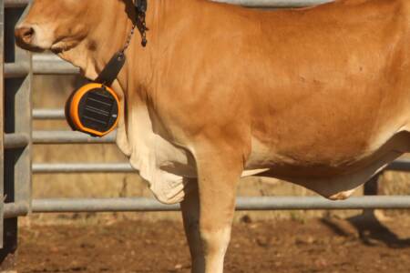 NSW Farmers one step closer to virtual fencing