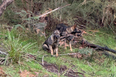 ‘Really horrific’ scenes unfold in rural Victoria as wild dogs attack livestock