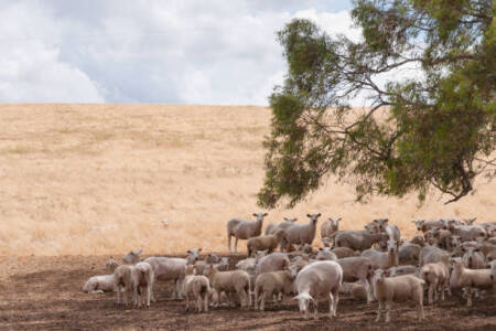 Communities becoming more resilient against drought