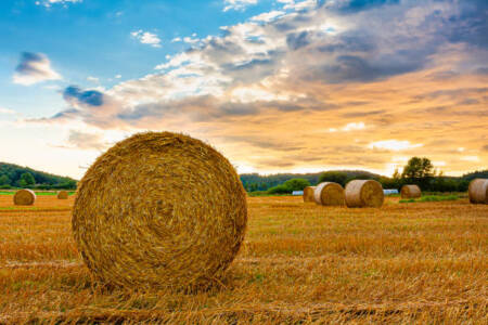 Concerns frost damaged crops being turned into hay may contain pesticide residue