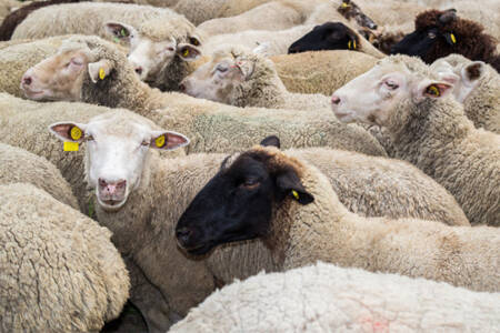 Exporters respond to latest fudning announcement for WA sheep industry