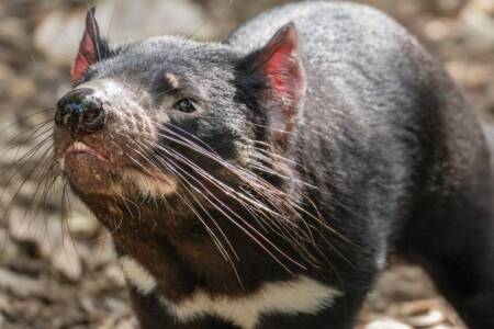 Tasmanian Devil at elevated risk if deadly bird flu strain takes hold