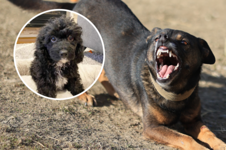 Shocked father appeals for help after beloved family dog mauled by Rottweiler