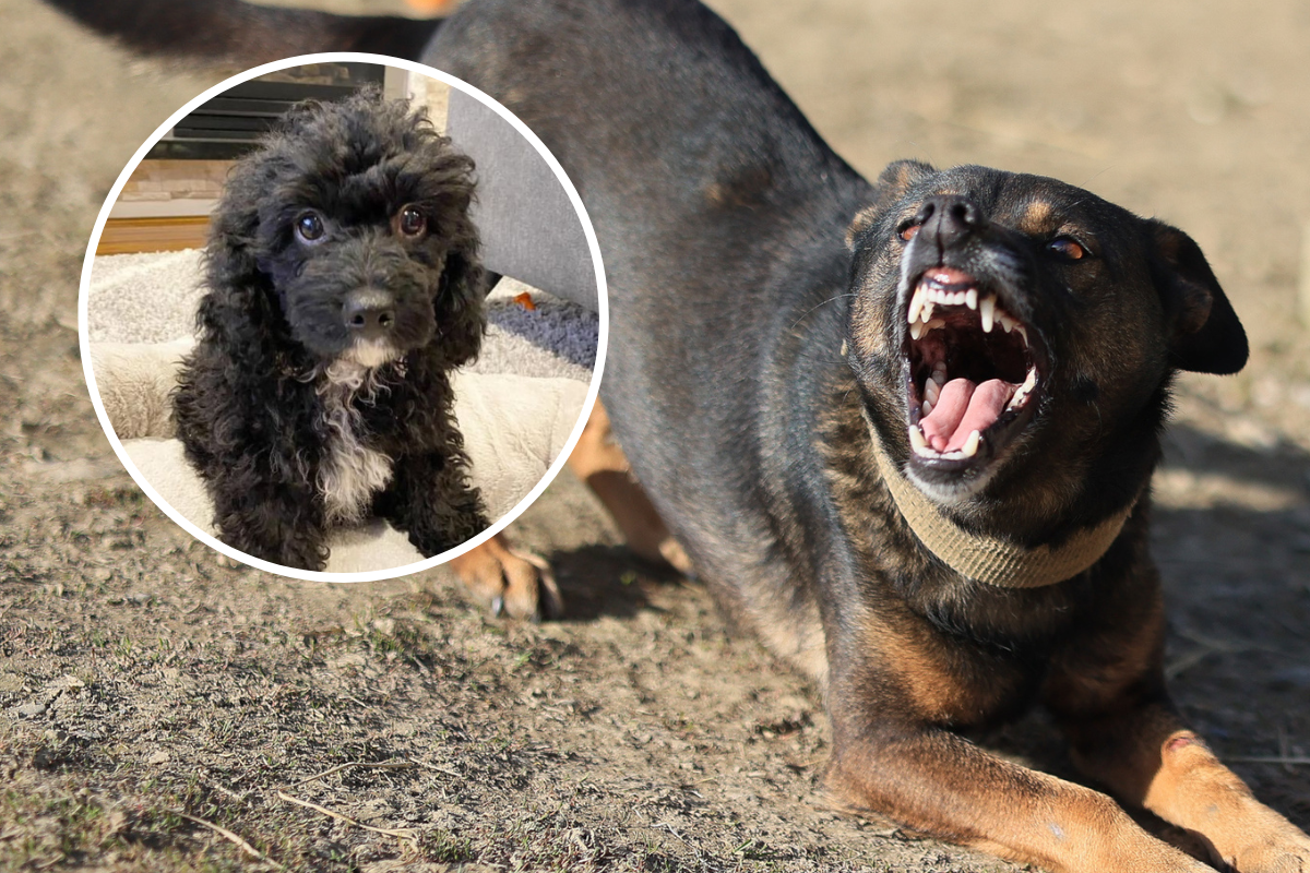 Article image for Shocked father appeals for help after beloved family dog mauled by Rottweiler