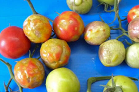 Tomato production on hold.