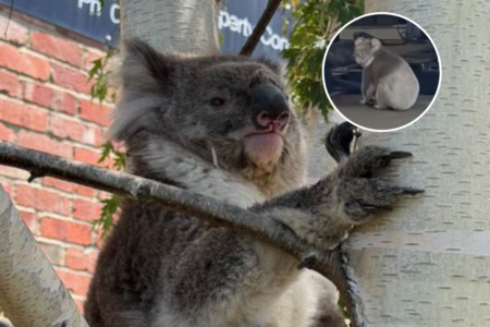 Car dealership in regional Victorian town welcomes surprise customer!