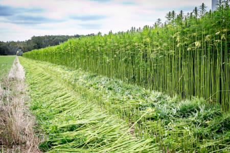 The future of the Hemp Indsutry