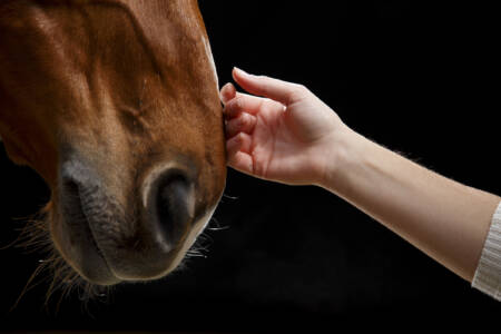 Calls for swift action after dozens of horses starved on Mornington Peninsula